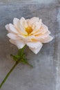 Isolated yellow white rose blossom with green stem macro, gray concrete stone background Royalty Free Stock Photo