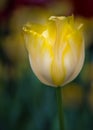 Isolated yellow and white tulip Royalty Free Stock Photo