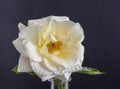 Yellow white young rose in a vase, macro on blue paper background Royalty Free Stock Photo