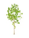 Isolated young bodhi tree with clipping path on white background