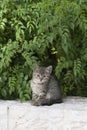 A tiny, grey tiger stripe kitten peers out from a hiding spot beneath a cover of green leaves