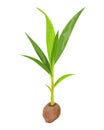 Isolated young coconut plant on white background Royalty Free Stock Photo