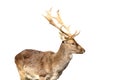 Isolated young fallow deer male Royalty Free Stock Photo