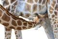 Isolated young giraffe suckling Royalty Free Stock Photo