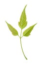 Isolated young green leaf of ash Royalty Free Stock Photo