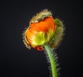 Isolated young hatching orange iceland poppy blossom macro Royalty Free Stock Photo