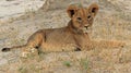 An Isolated Young Lion Cub