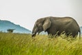 An isolated young musth elephant grazing in tall grass in a game reserve in Africa