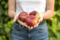 Isolated young woman holding some red plane peaches in her hands. Prunus persica platycarpa. Chinese, plane peach. Varieties: Royalty Free Stock Photo