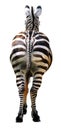 Isolated zebra