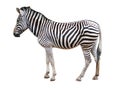 Isolated zebra