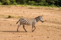 Isolated zebra gamboling in the savannah of Amboseli Park in Ken Royalty Free Stock Photo