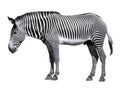 Isolated zebra of Grevy Royalty Free Stock Photo