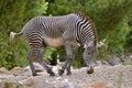 Isolated zebra of Grevy