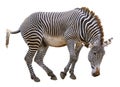 Isolated zebra of Grevy