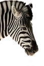 Isolated zebra head Royalty Free Stock Photo