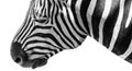 Isolated zebra head