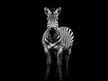 Isolated zebra silhouette black stripes