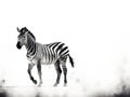 Isolated zebra silhouette black stripes