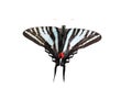 Isolated Zebra Swallowtail