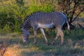 Isolated zebra walking in the savannah