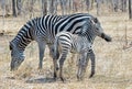 Isolated Zebras (Equus quagga)Mother & Foal in Hwange National Park