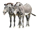 Isolated zebras of Grevy Royalty Free Stock Photo