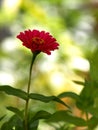 Isolated zinnia on abstract background