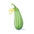 Isolated Zucchini Blossom on White Background AI Generated Royalty Free Stock Photo