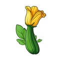 Isolated Zucchini Blossom on White Background AI Generated Royalty Free Stock Photo