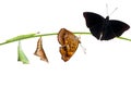 Isolatetd transformation from caterpillar and chrysalis of male