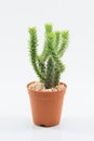 Isolation cactus