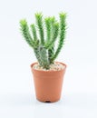 Isolation cactus