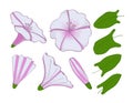 Isolation elements of white and pink bindweed. flowers, buds and leaves of morning-glory. Set convolvulus