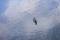 Isolation wandering off alone teal duck swimming in the lake with circle ring pond effect and reflection of clear blue sky in the Royalty Free Stock Photo