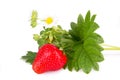 Isolatrd strawberry bush Royalty Free Stock Photo