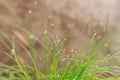 Isolepis cernua, green grass