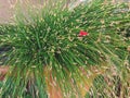 Isolepis cernua, Scirpus cernuus. Fiber Optic Grass, Isolepis cernua growing outdoors in the garden Royalty Free Stock Photo