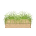 Isolepis plant in stylish wooden container. Fiber optic grass in a flower pot isolated on white. Scirpus cernuus. Vector