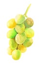 Isoleted hand drawn colorful Watercolor illustration of grapes Royalty Free Stock Photo