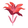 Isoleted red flower on the white background.