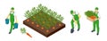 Isometric Agricultural cultivation of organic carrot vegetables on the farm or in the field. Farmers grow organic carrot