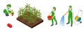 Isometric Agricultural cultivation of organic red tomatoes on the farm or in the field. Farmers grow organic red