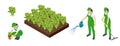 Isometric Agricultural cultivation of organic salad vegetables on the farm or in the field. Farmers grow organic salad