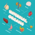 Isometric anatomy concept. Human internal organs vector illustration. 3d brain heart stomach lungs kidneys