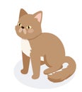 Isometric brown cat