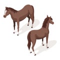 Isometric 3d vector illustration of brown sorrel horses.