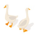 Isometric 3d vector illustration of farm goose