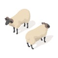 Isometric 3d vector illustration of ram Royalty Free Stock Photo