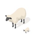 Isometric 3d vector illustration of sheep Royalty Free Stock Photo